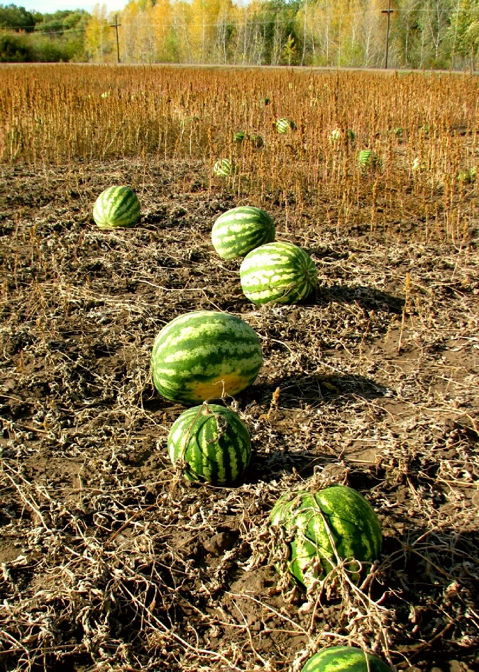 Что такое бахча фото