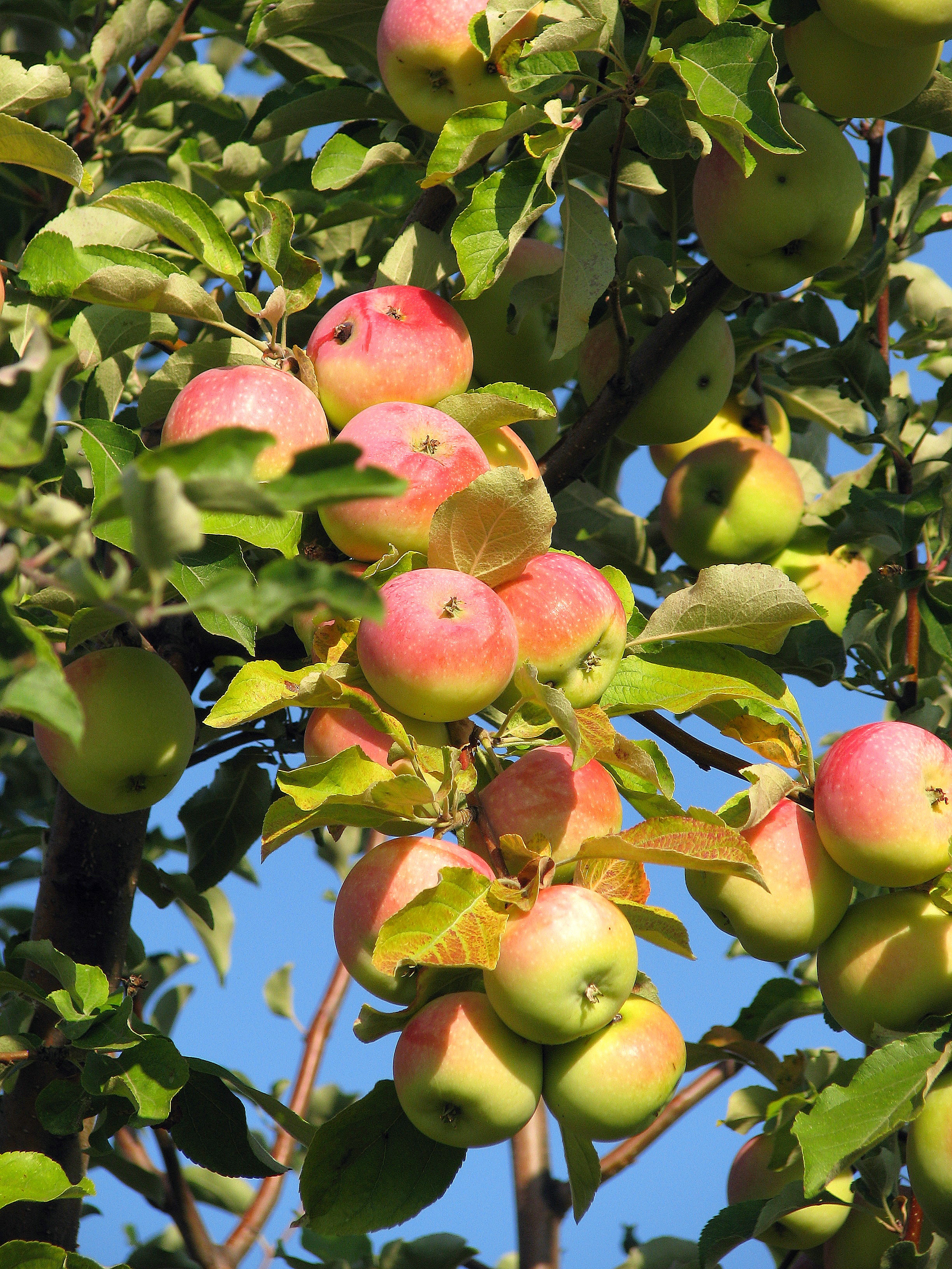 виды яблонь с фото