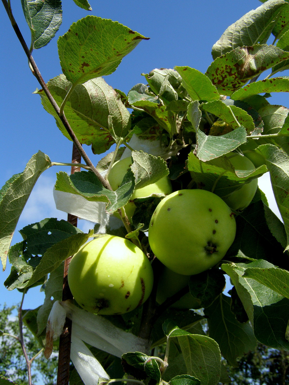 Яблони белый налив фото и описание