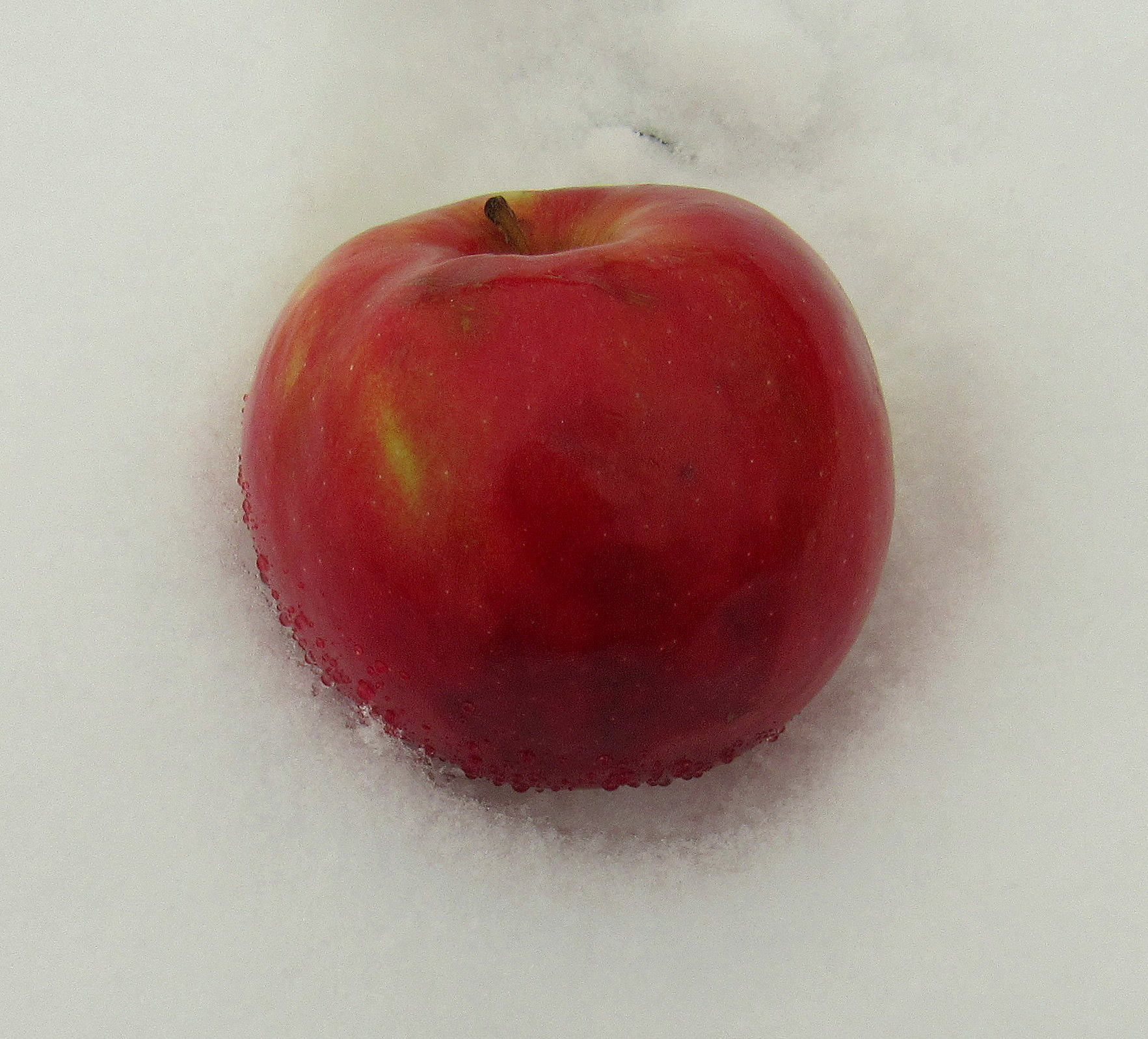яблоко снежок фото