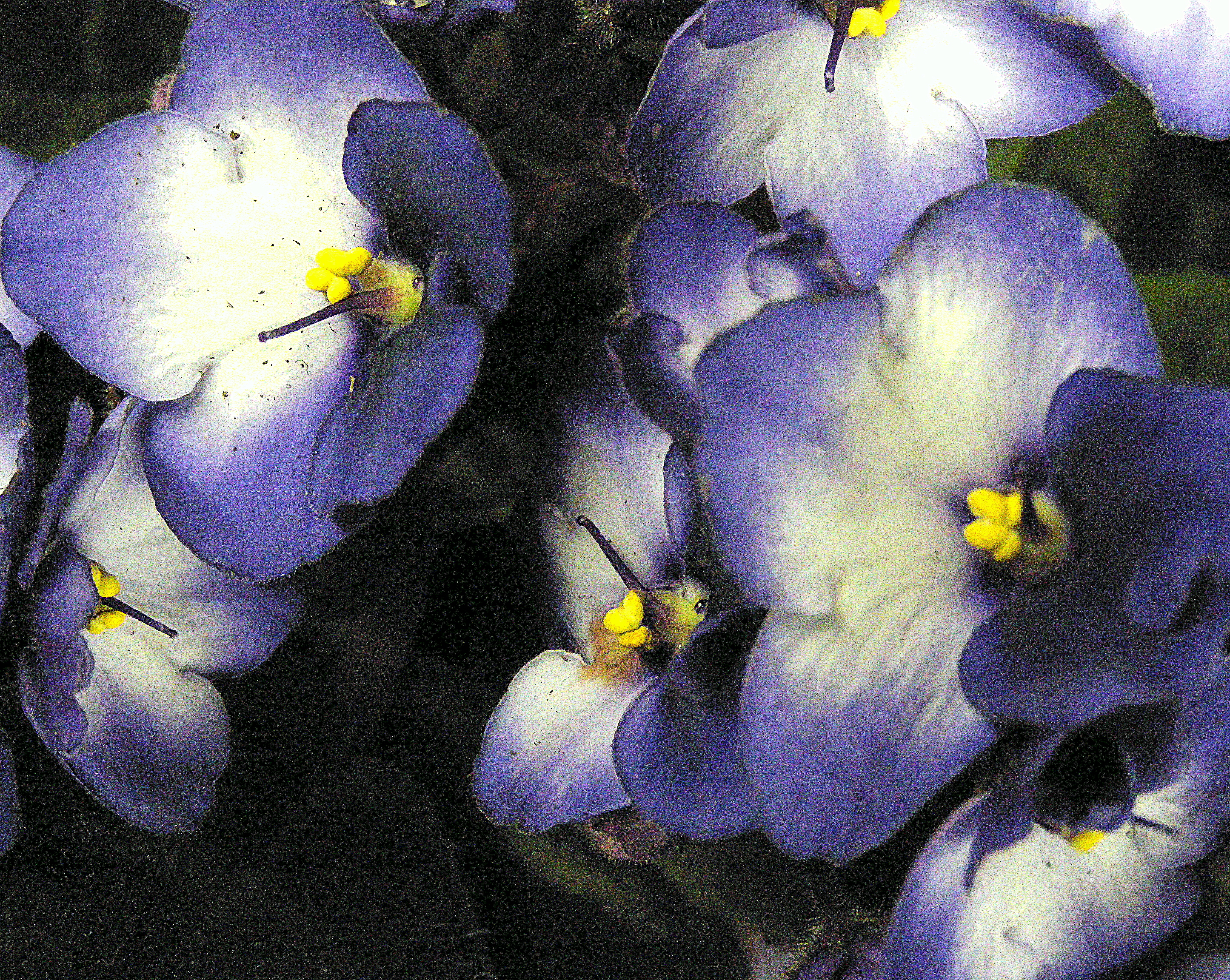 Узамбарская фиалка Viola websteri