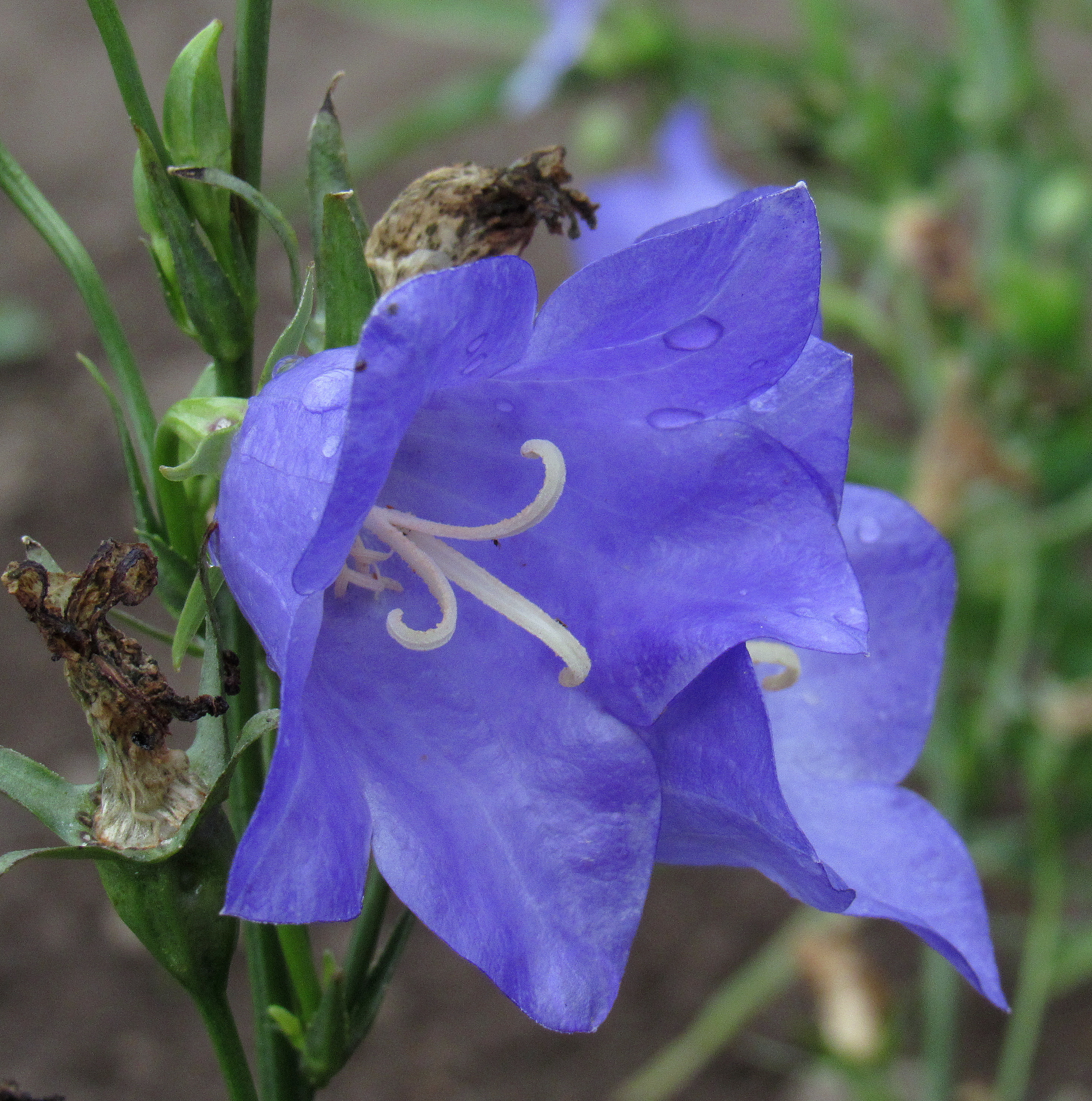 Синий колокольчик цветок
