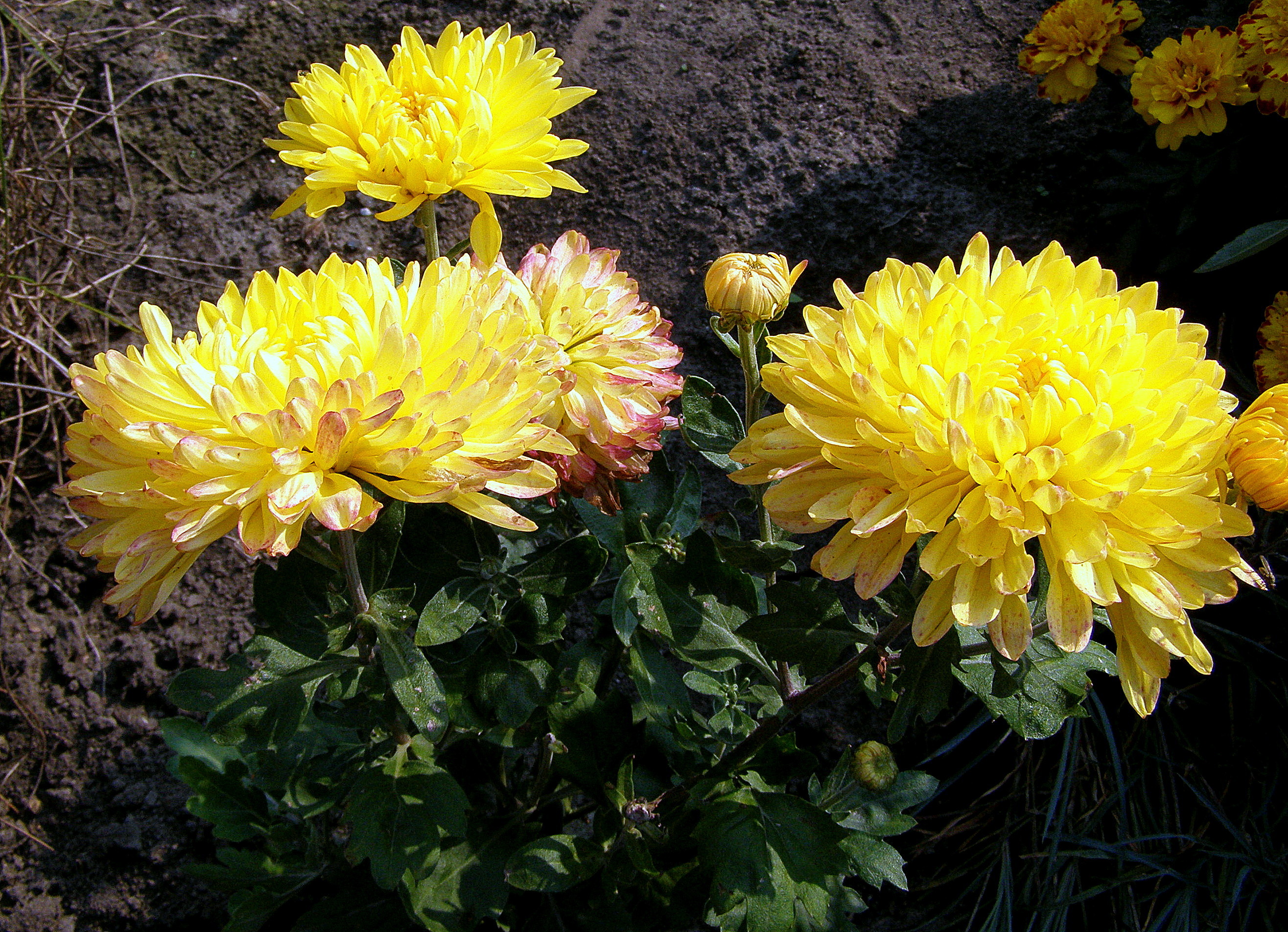 Хризантема крупноцветковая дипломат