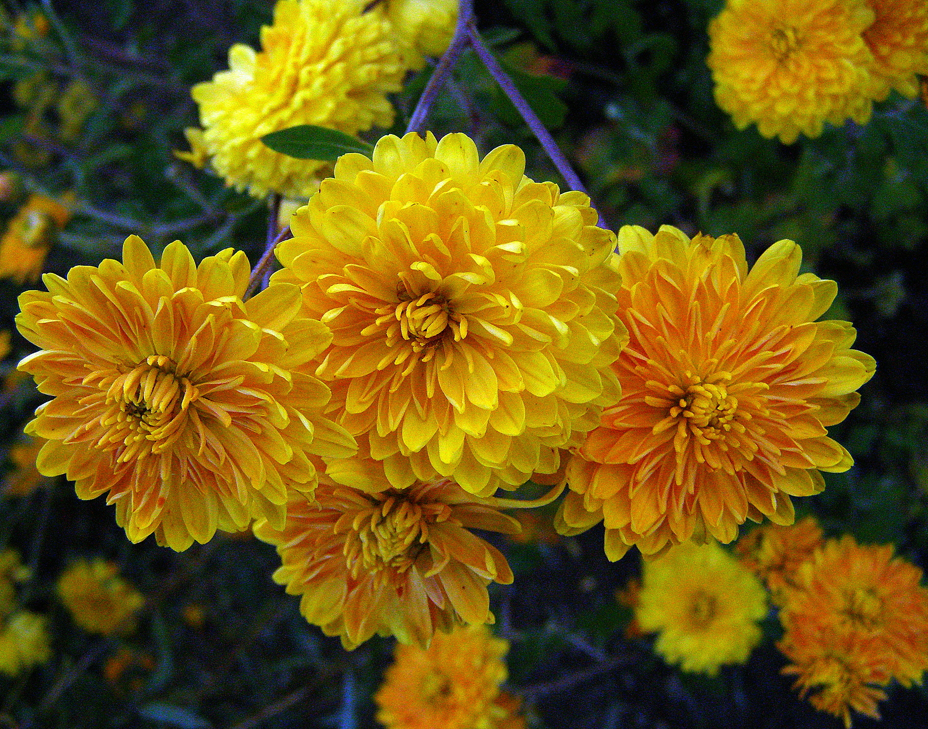 осенние цветы хризантемы фото
