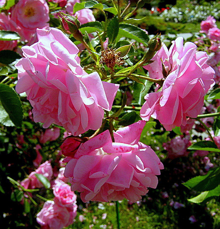 Розовые розы фото