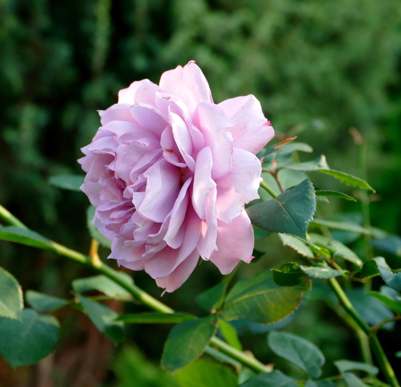 Новалис голубой роза