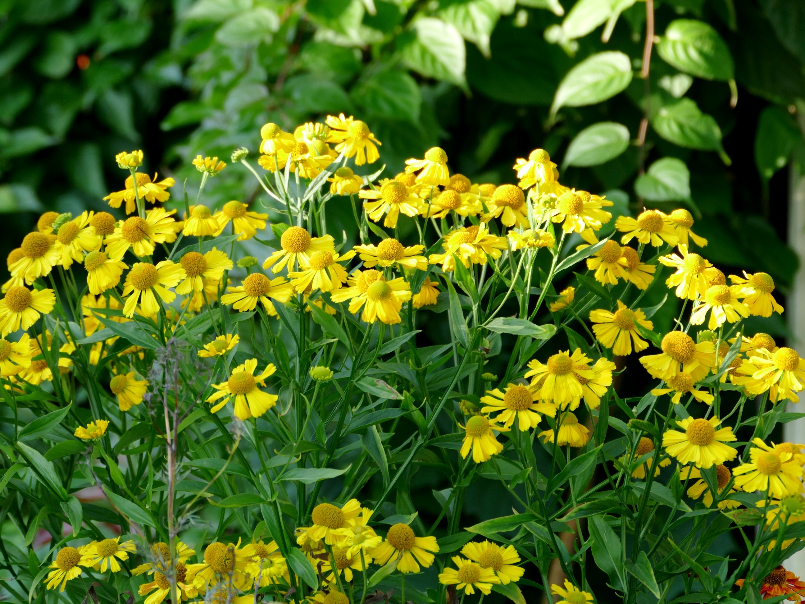 Гелениум хупа Helenium hoopesii