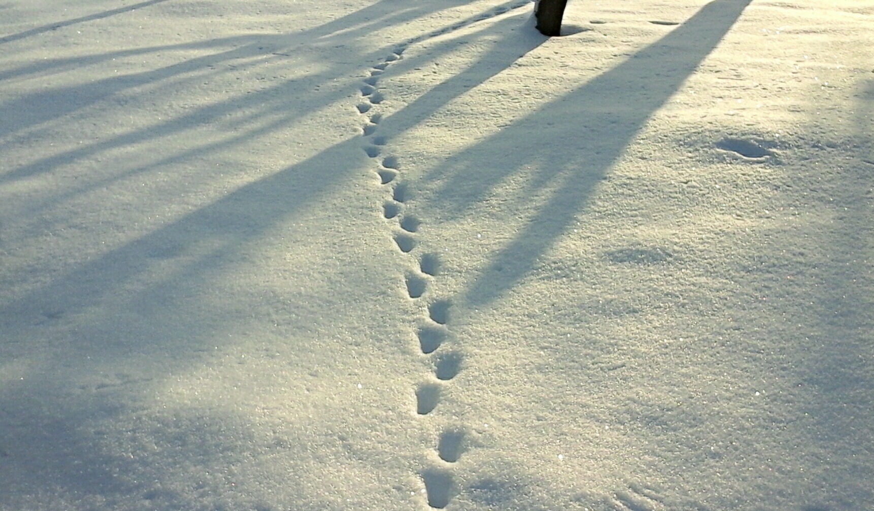 Трудно заметить залегшего в снегу. Следы животных на снегу. Следы зверьков на снегу. Снежная дорожка. Снежная тропинка.
