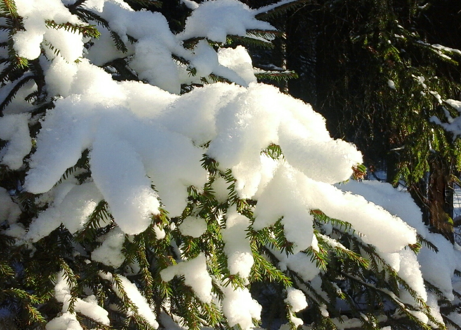 В воздухе пахло снегом. Пушистый снег. Снежные шапки на деревьях. Пушистая зима. Пушистый снег на деревьях.