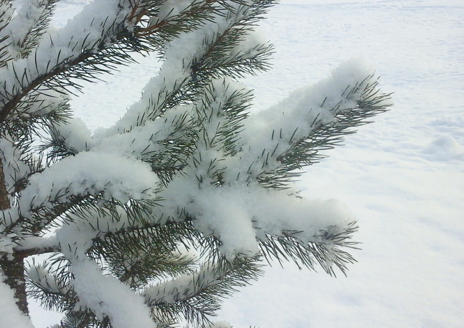 Сосновая ветка в снегу