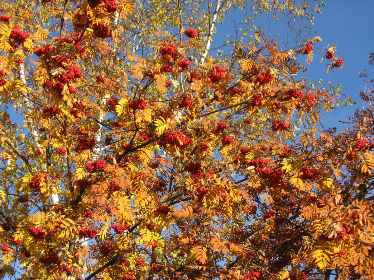 Фото дерева рябины красной осенью в парке