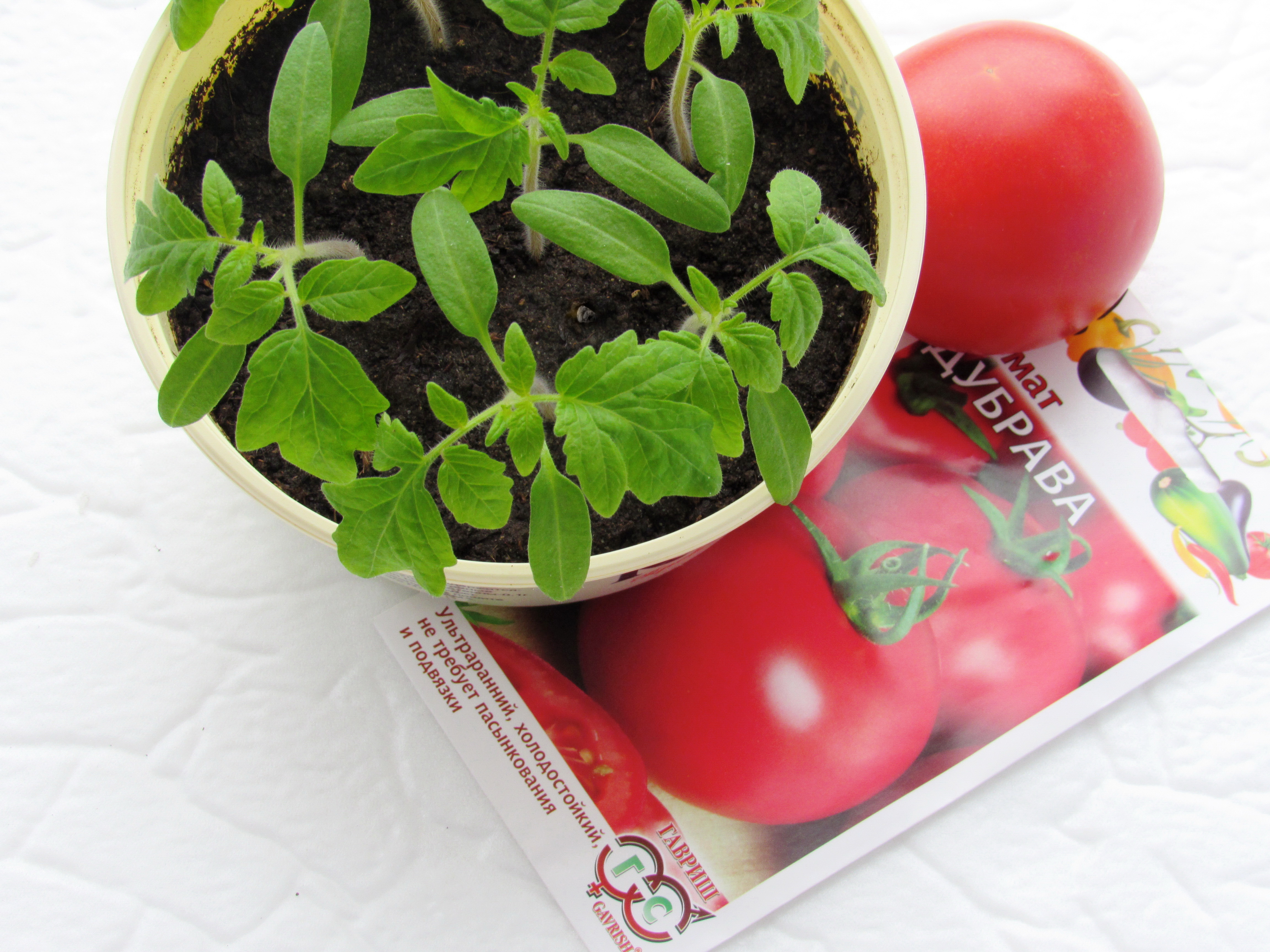 Семена томат Дубок (Дубрава)