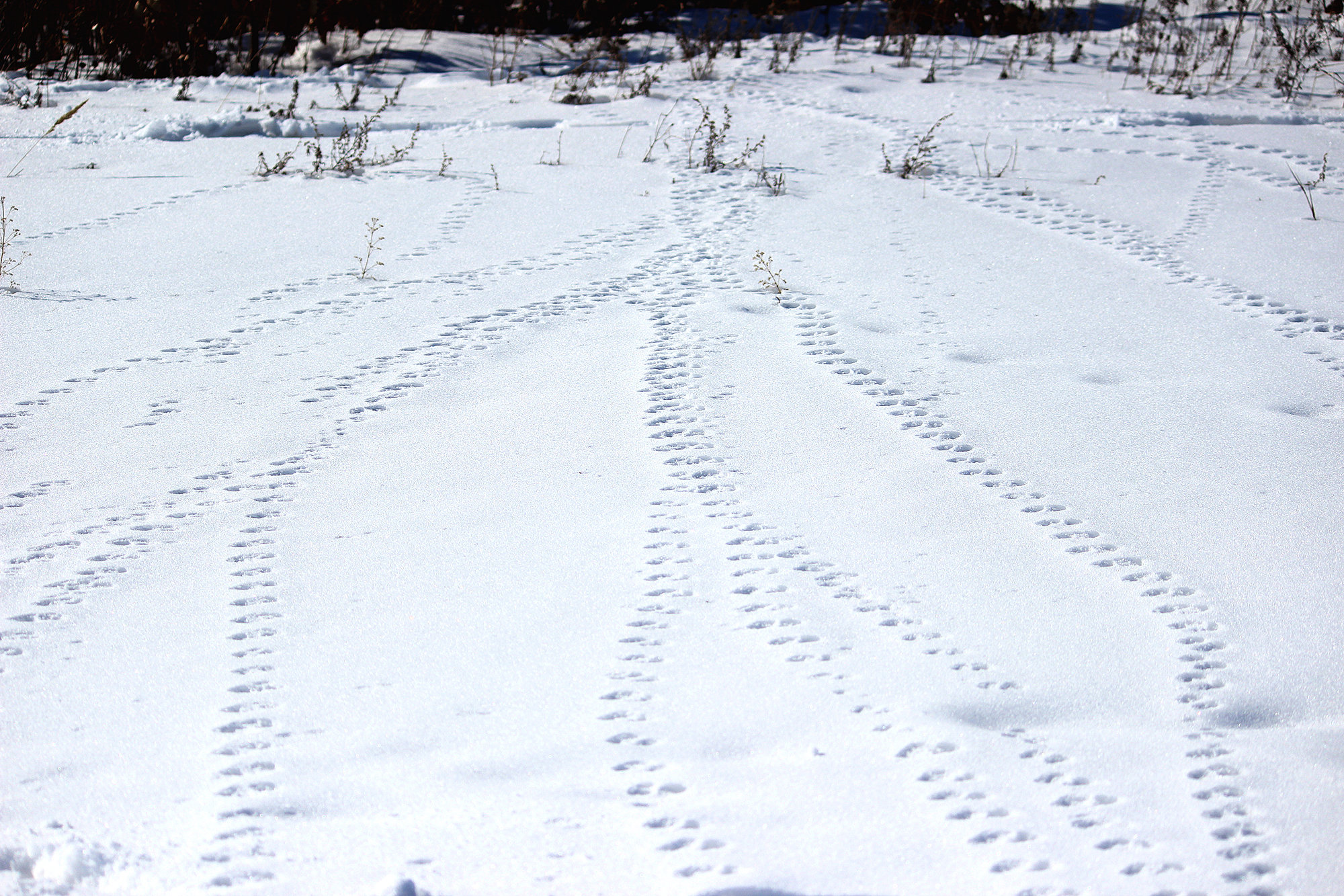 Отпечаток енотовидной собаки на снегу