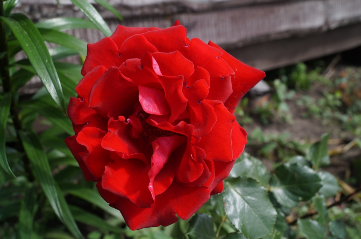 Сорт розы симпатия фото и описание