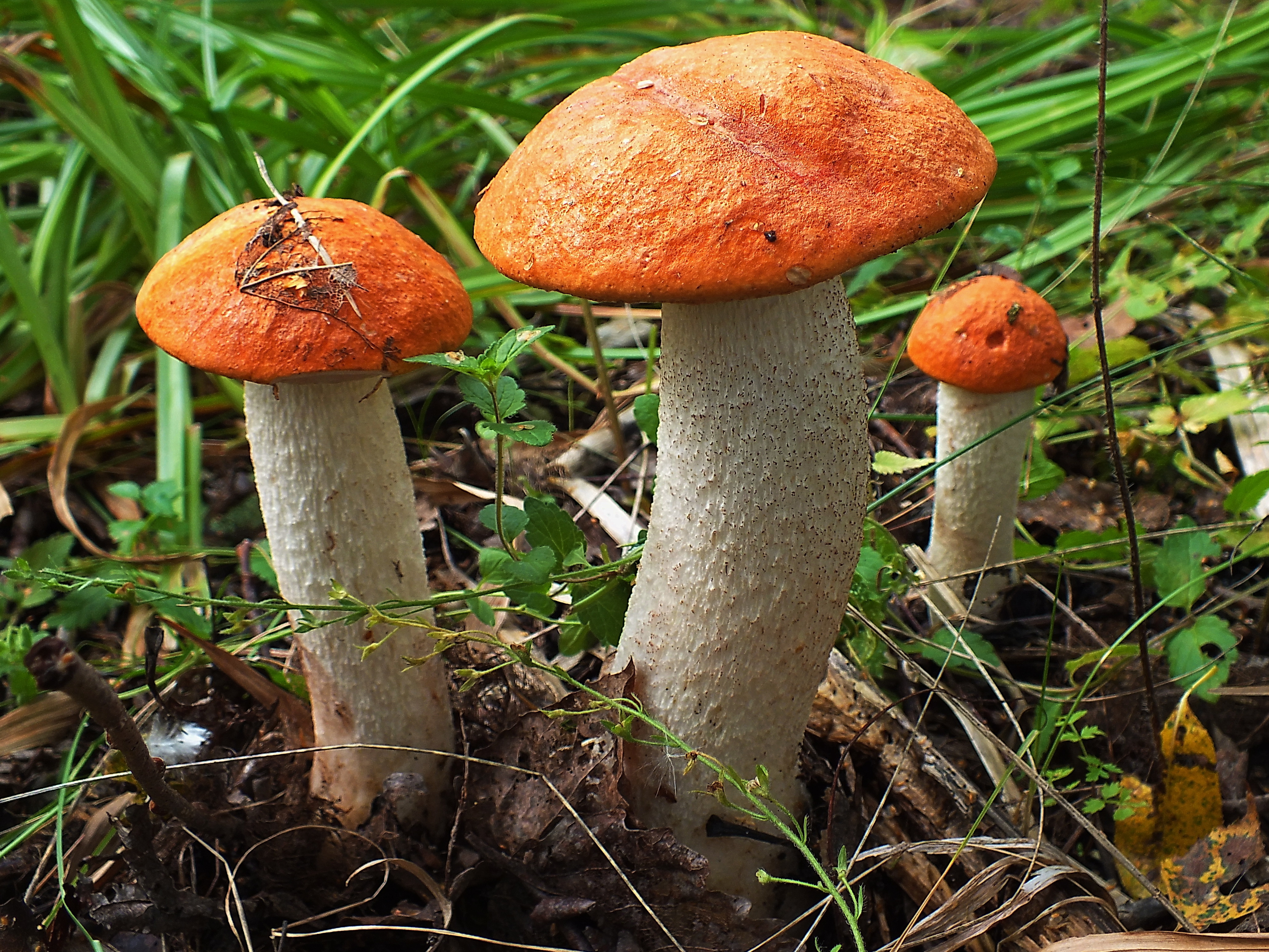 Подосиновик гриб съедобные грибы