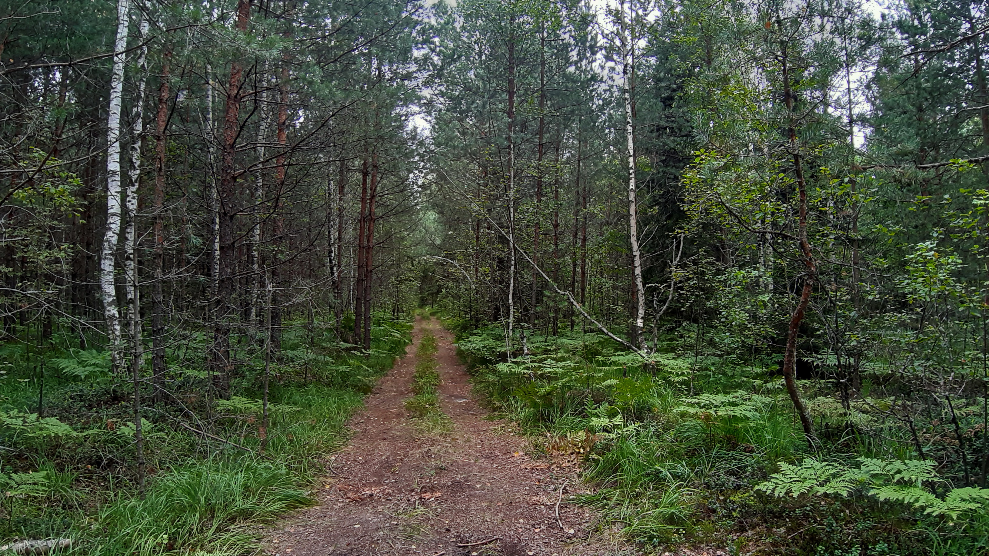 Аномальный лес в Мещерском Владимире
