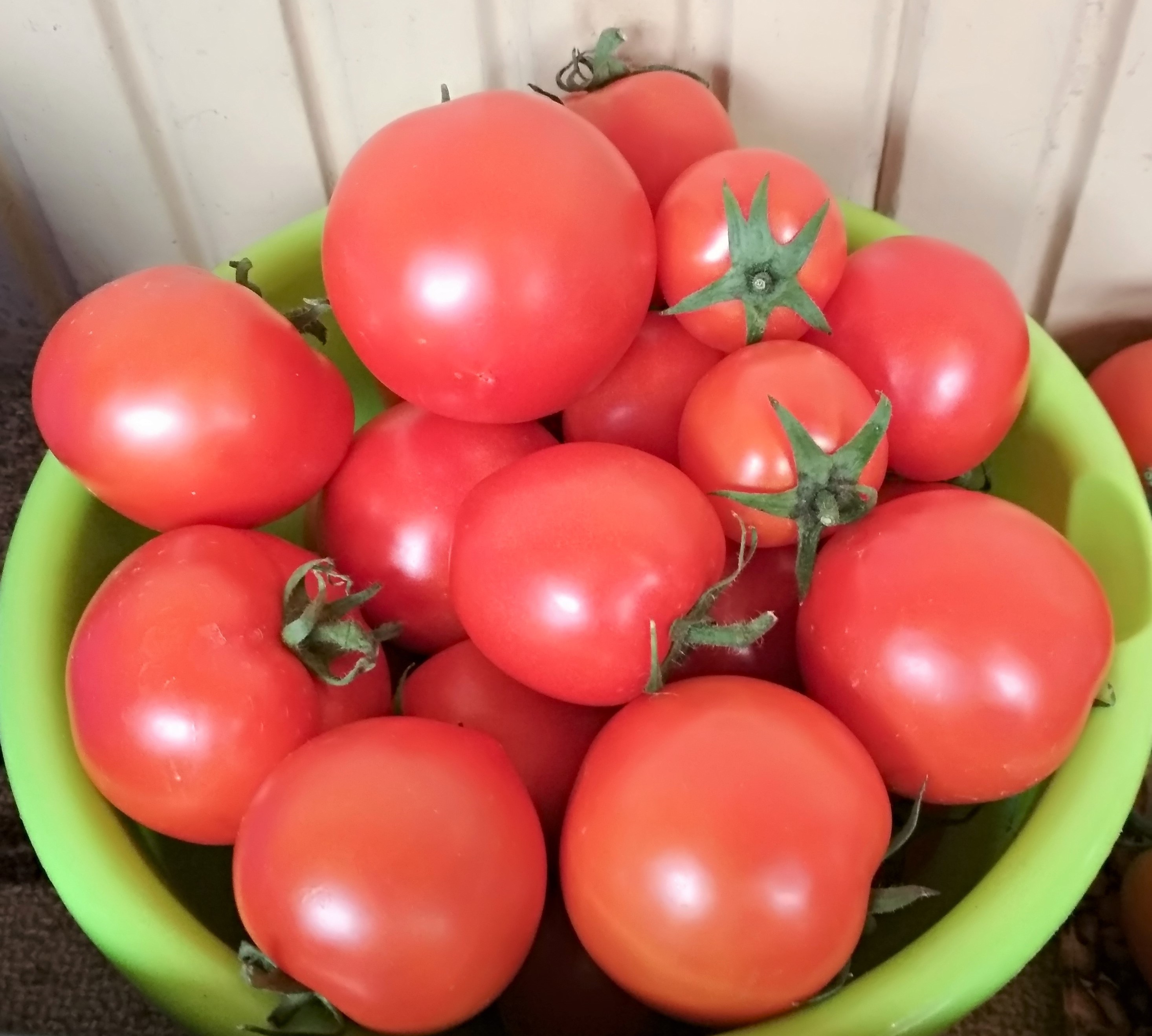 Домашние помидоры красные