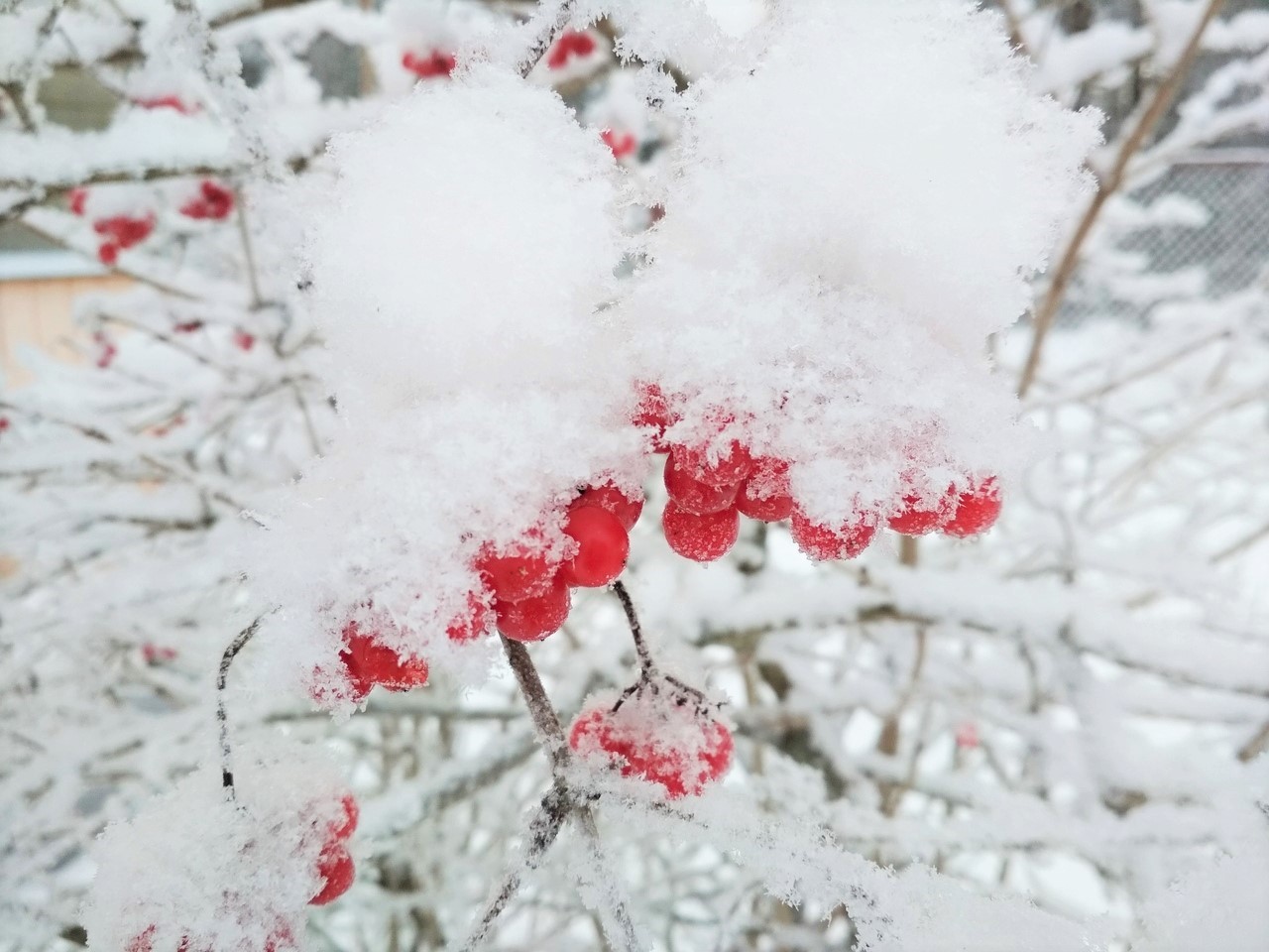 Снежком припорошило. Красная зима. Припорошил снежок. Красное зимой. Калина красная зимой.
