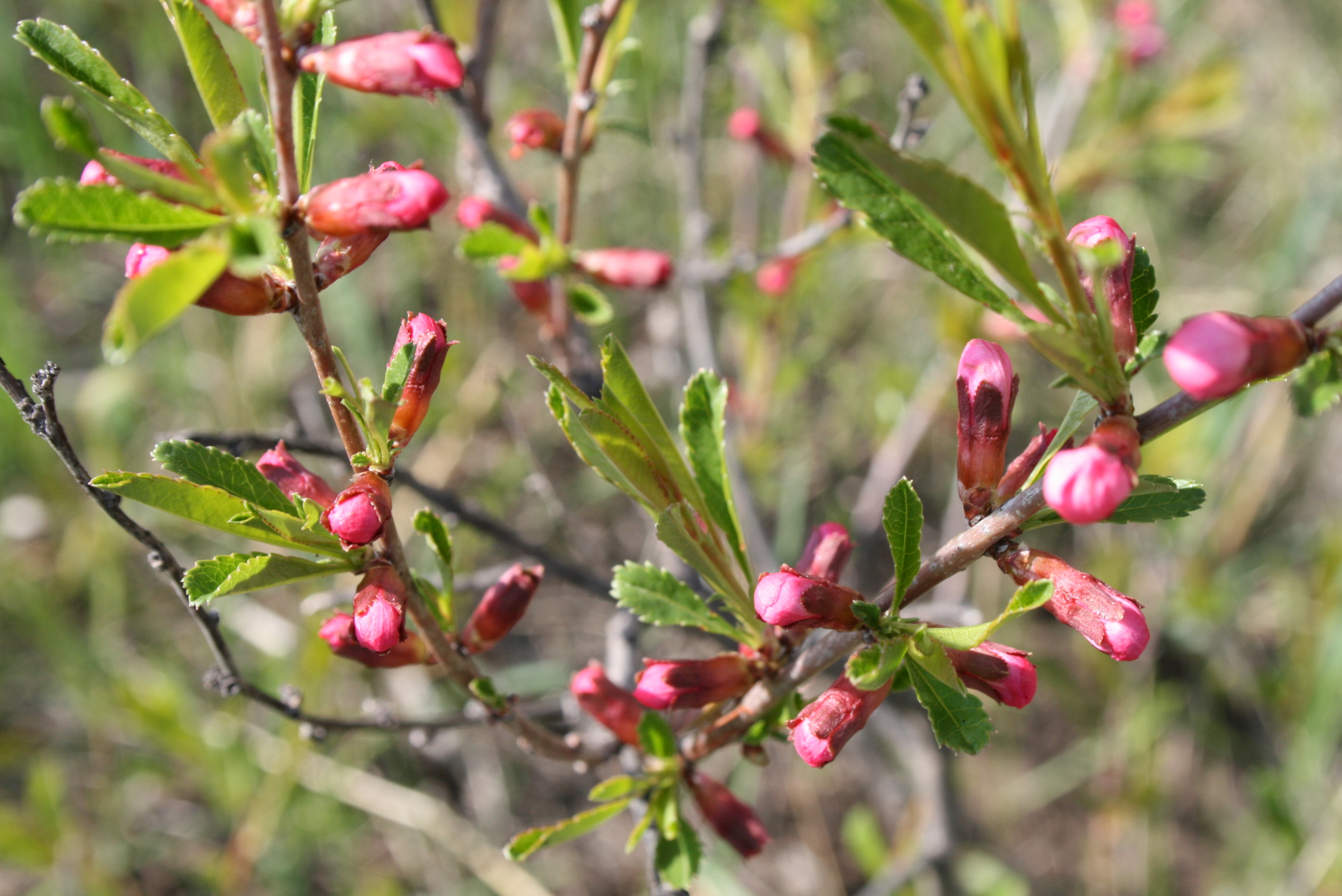 Миндаль Степной Prunus tenella плод