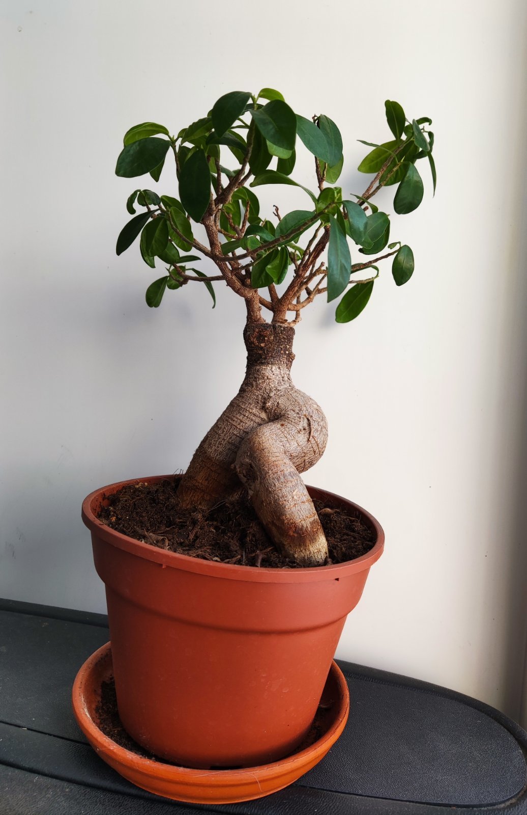 Фикус Гинсенг