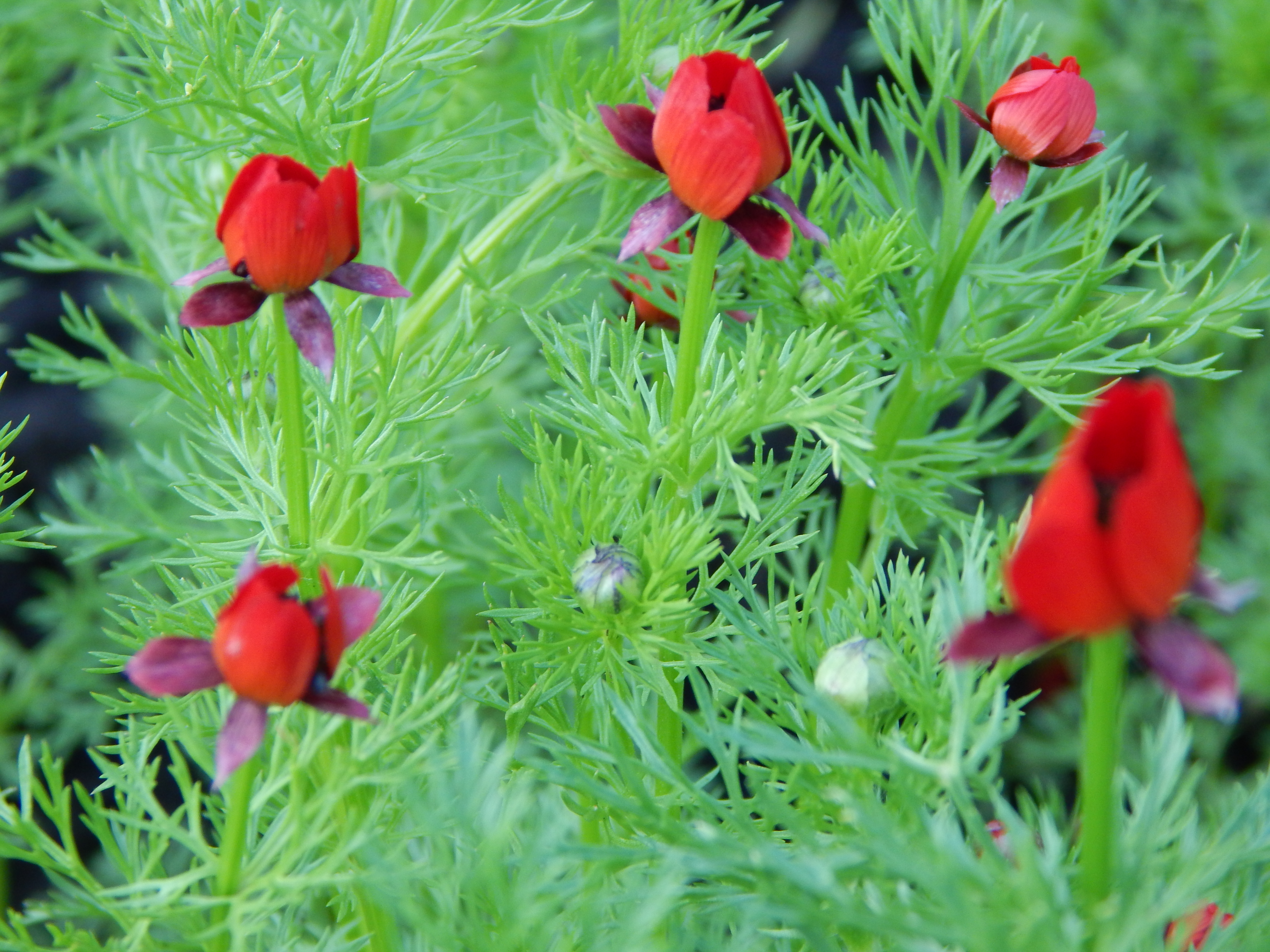 Цветок огонек садовый фото описание
