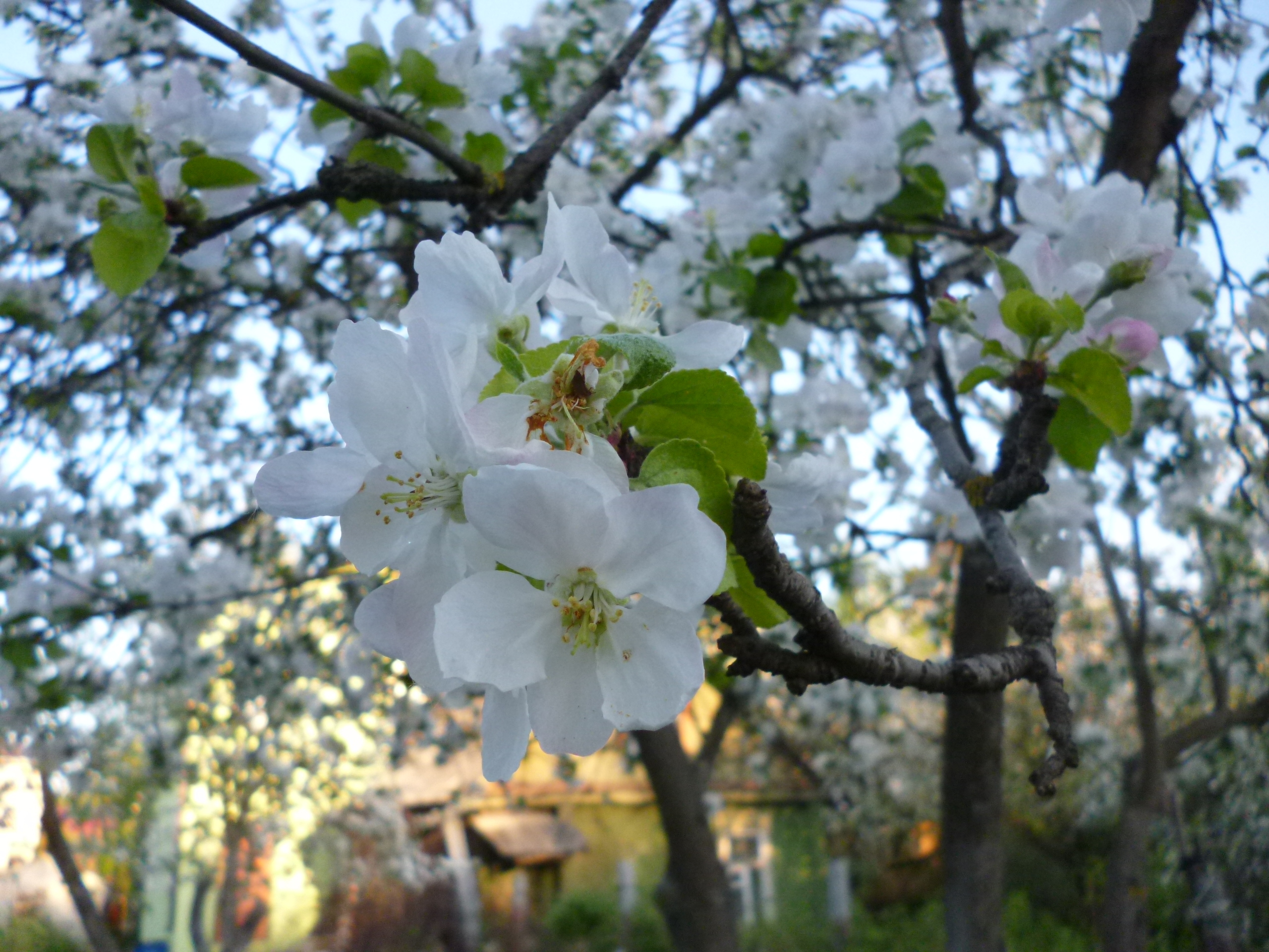 Яблоня Садовая цветение