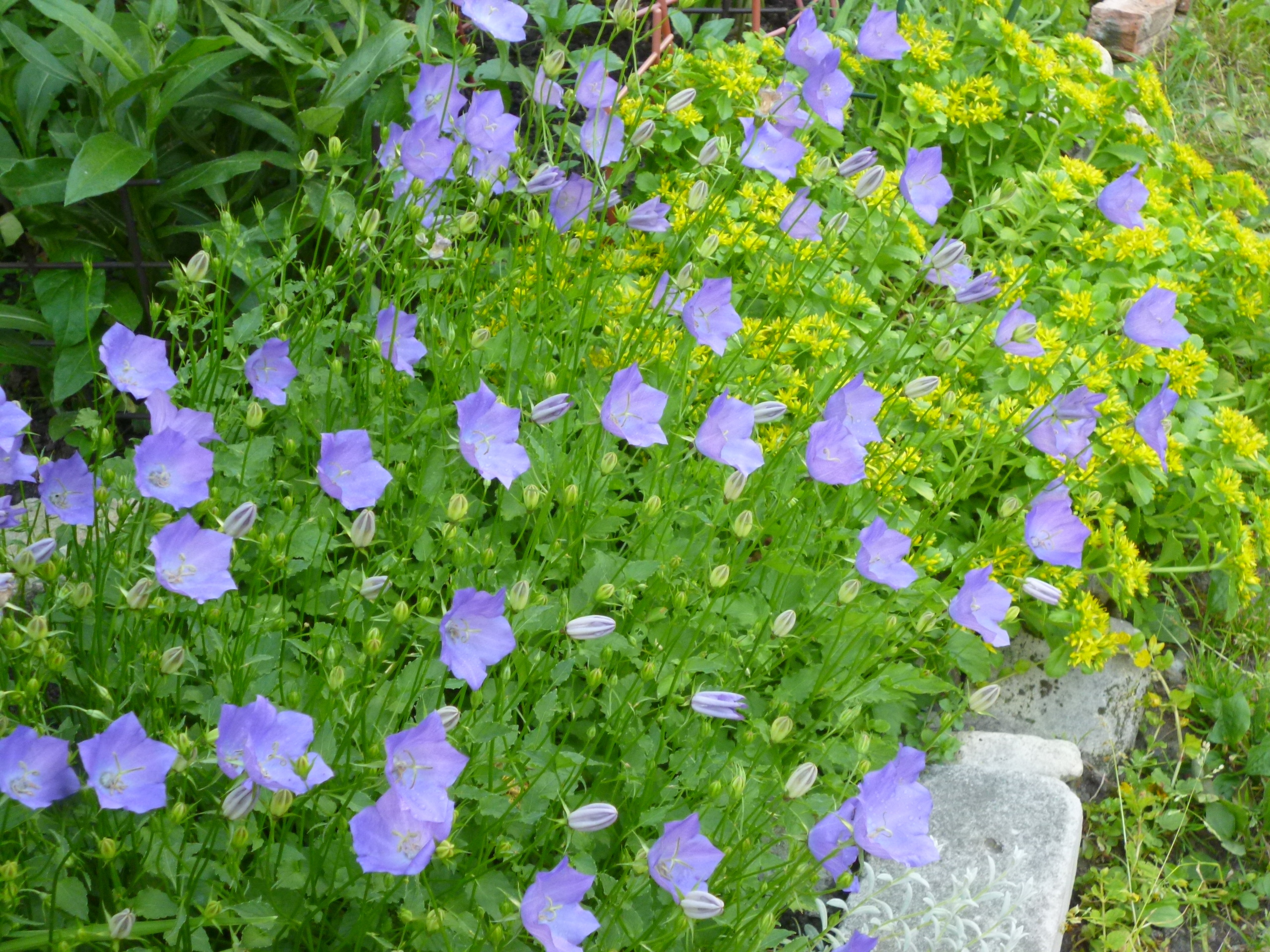 Колокольчик почва. Колокольчик Карпатский (Campanula Carpatica). Колокольчик голубой Дунай Карпатский. Колокольчик Карпатский Гном. Колокольчик Карпатский Блю клипс.