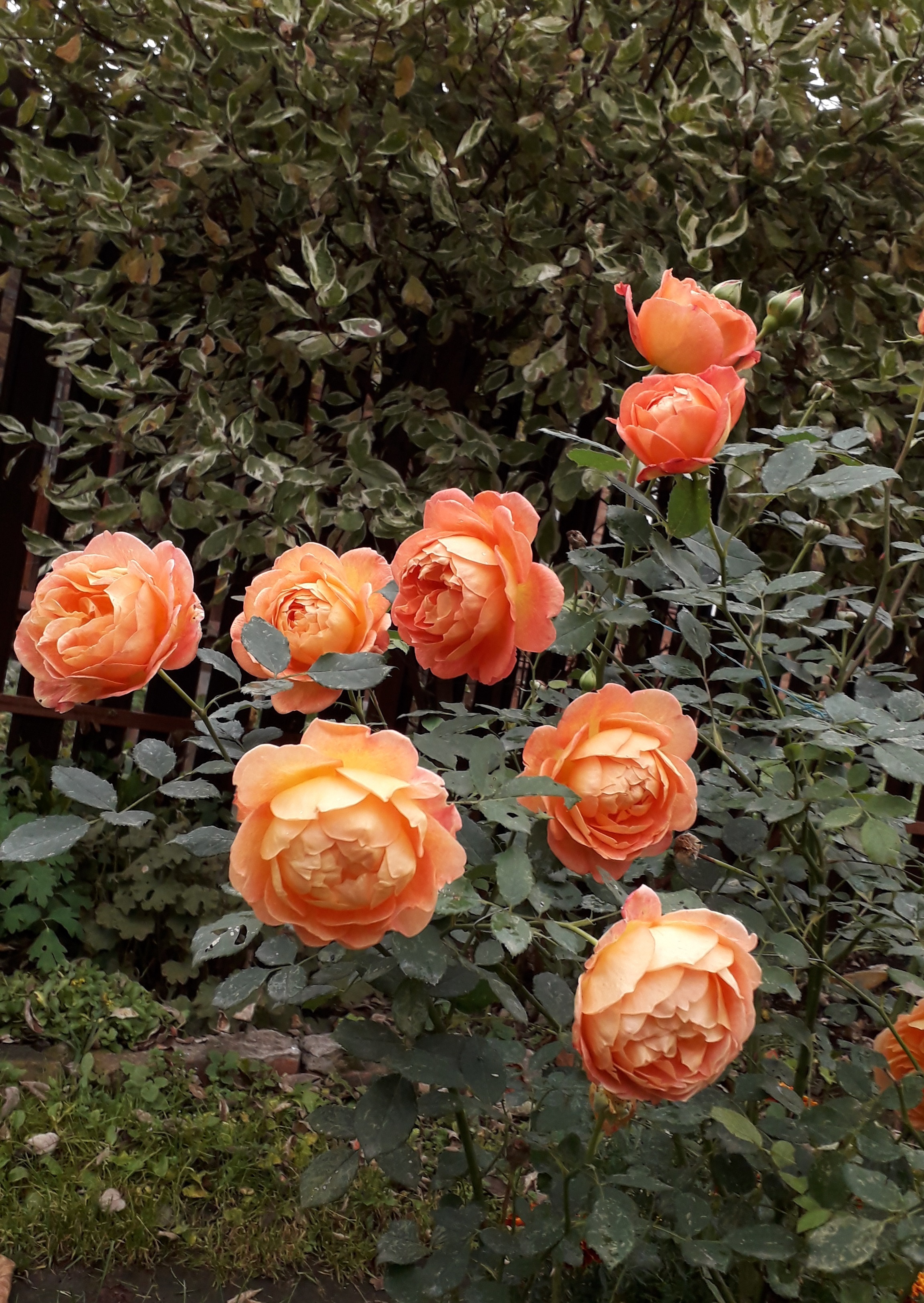 Роза Леди оф Шалот, цветение в октябре