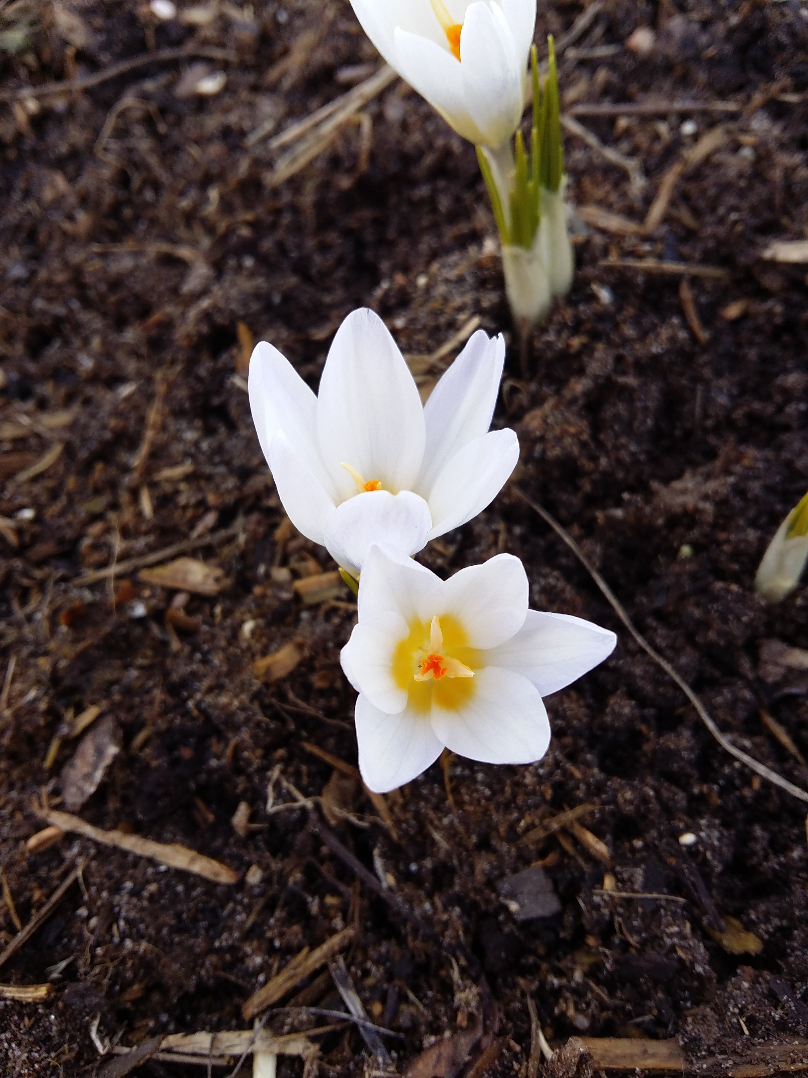 Название луковичных первоцветов. Белые луковичные первоцветы. Гусинец луковичный первоцвет. Весенние луковичные первоцветы. Луковичные цветы ранней весной.
