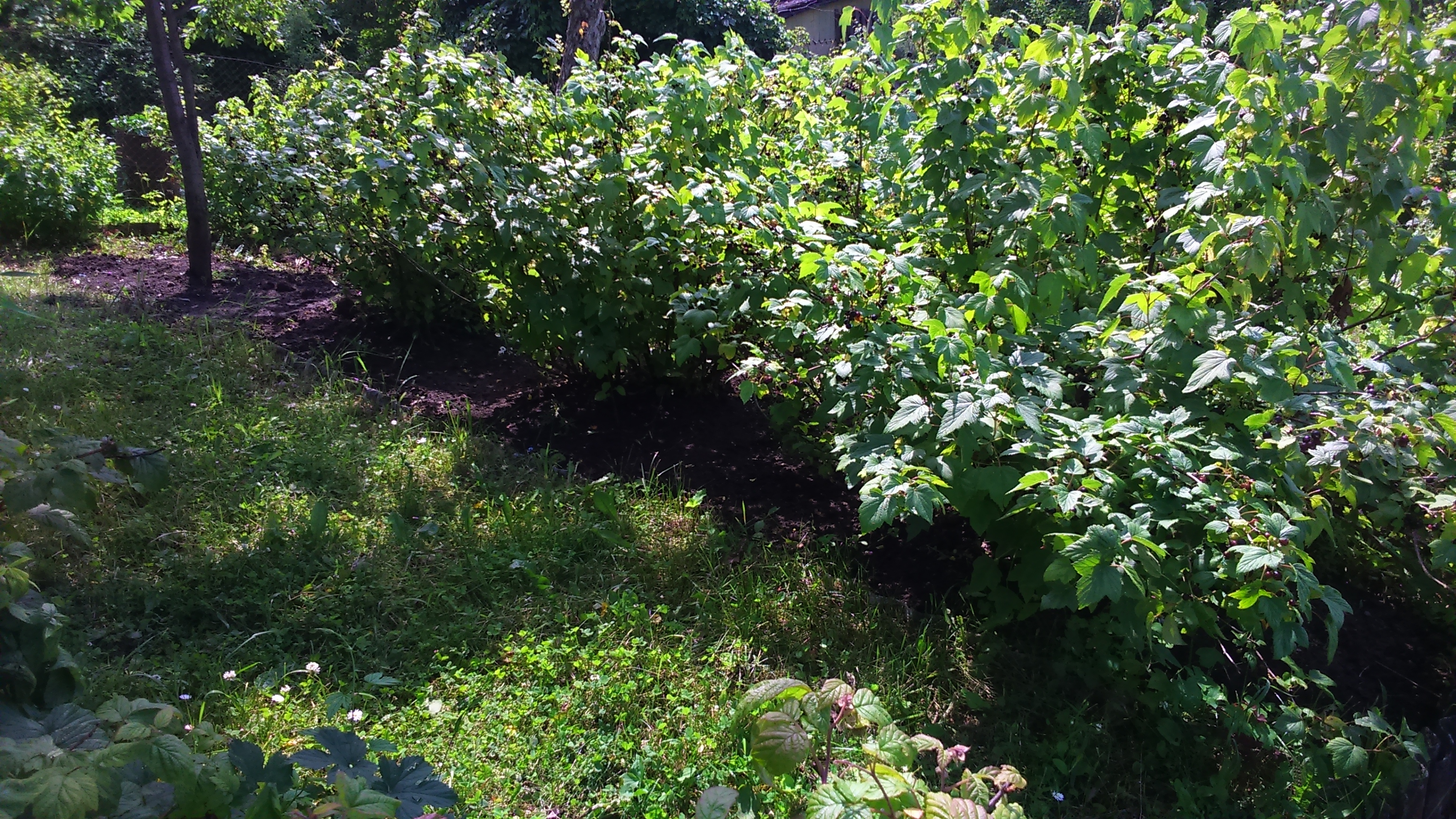 Кусты черной смородины в саду