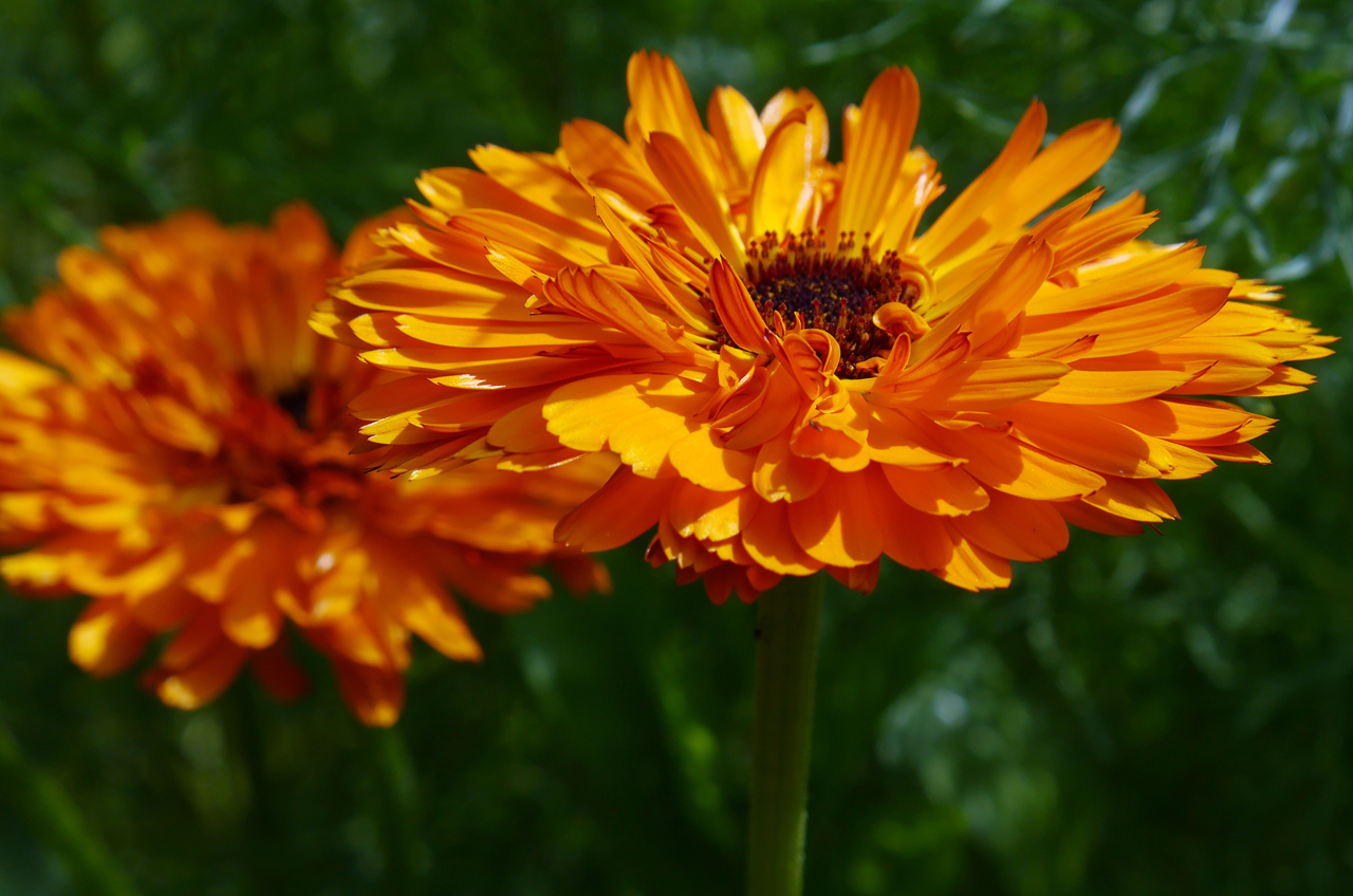 Цветок ноготки фото. Календула цветы. Календула Калипсо. Календула, ноготки (Calendula).