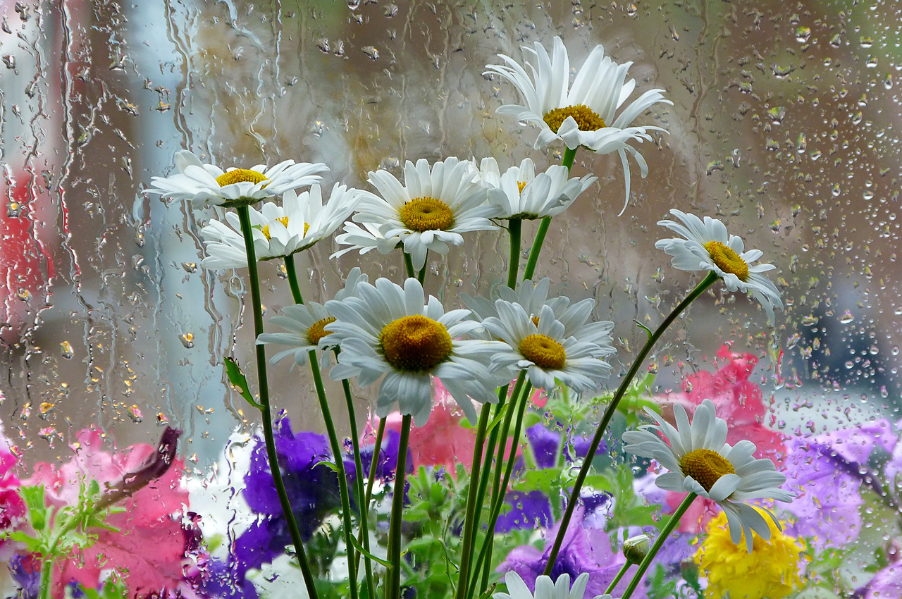 Лето дождь цветы