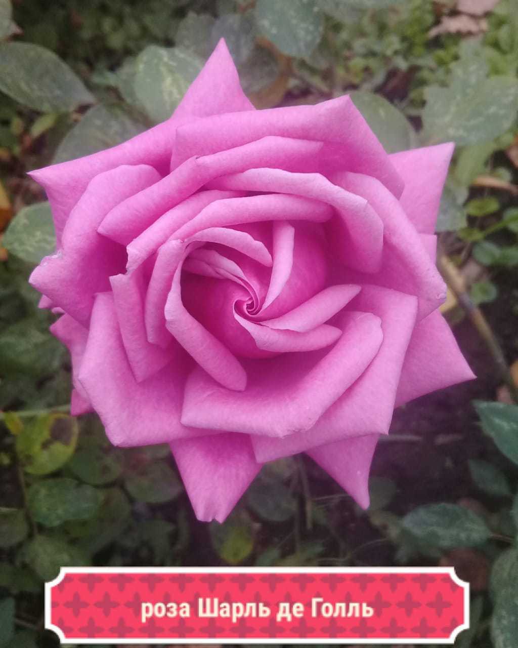 Шарль де Голль роза цвет