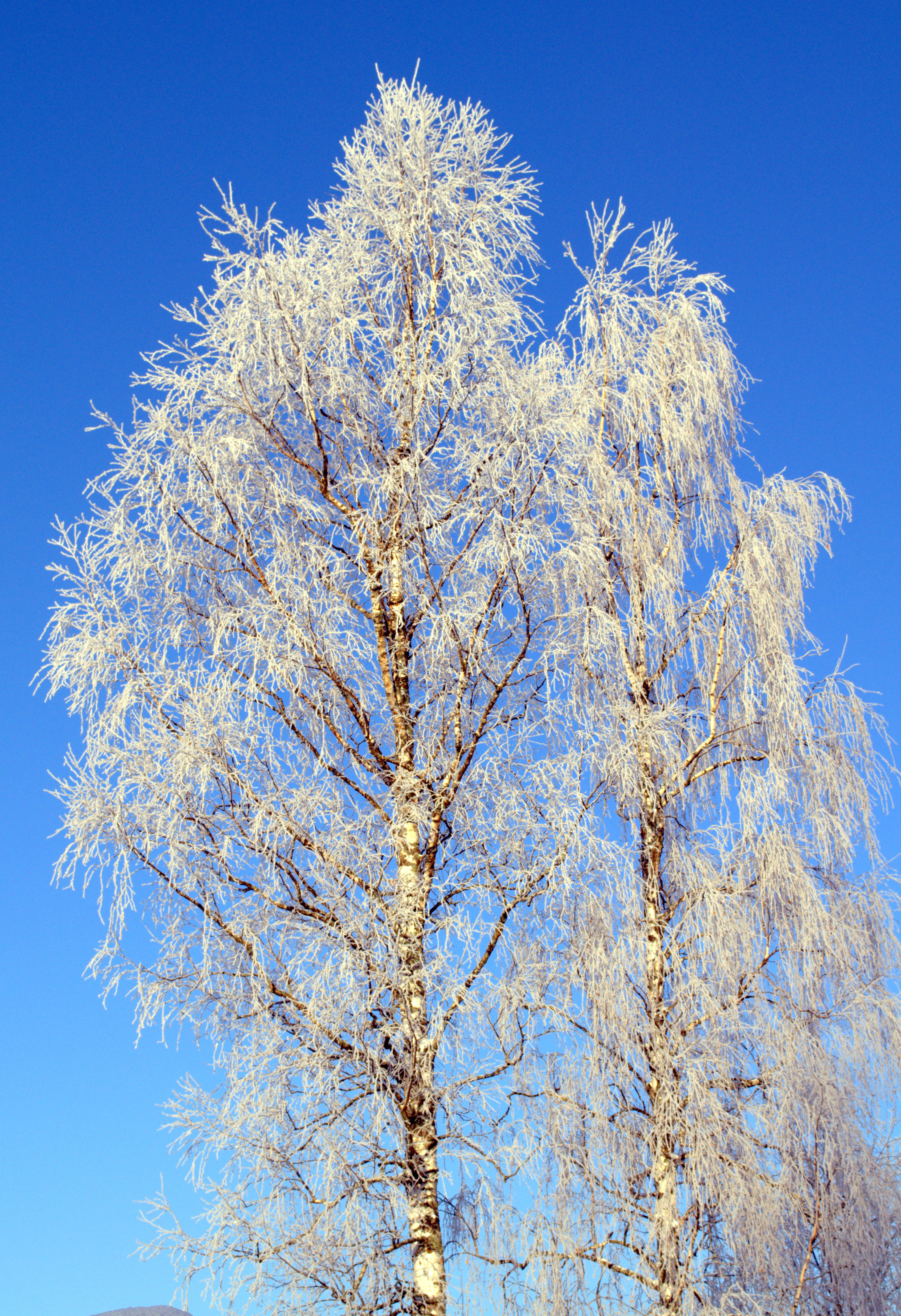Зимняя березка. Береза зимой. Красивое развесистое дерево. Дерево береза зимой. Красивое развесистое дерево зимой.