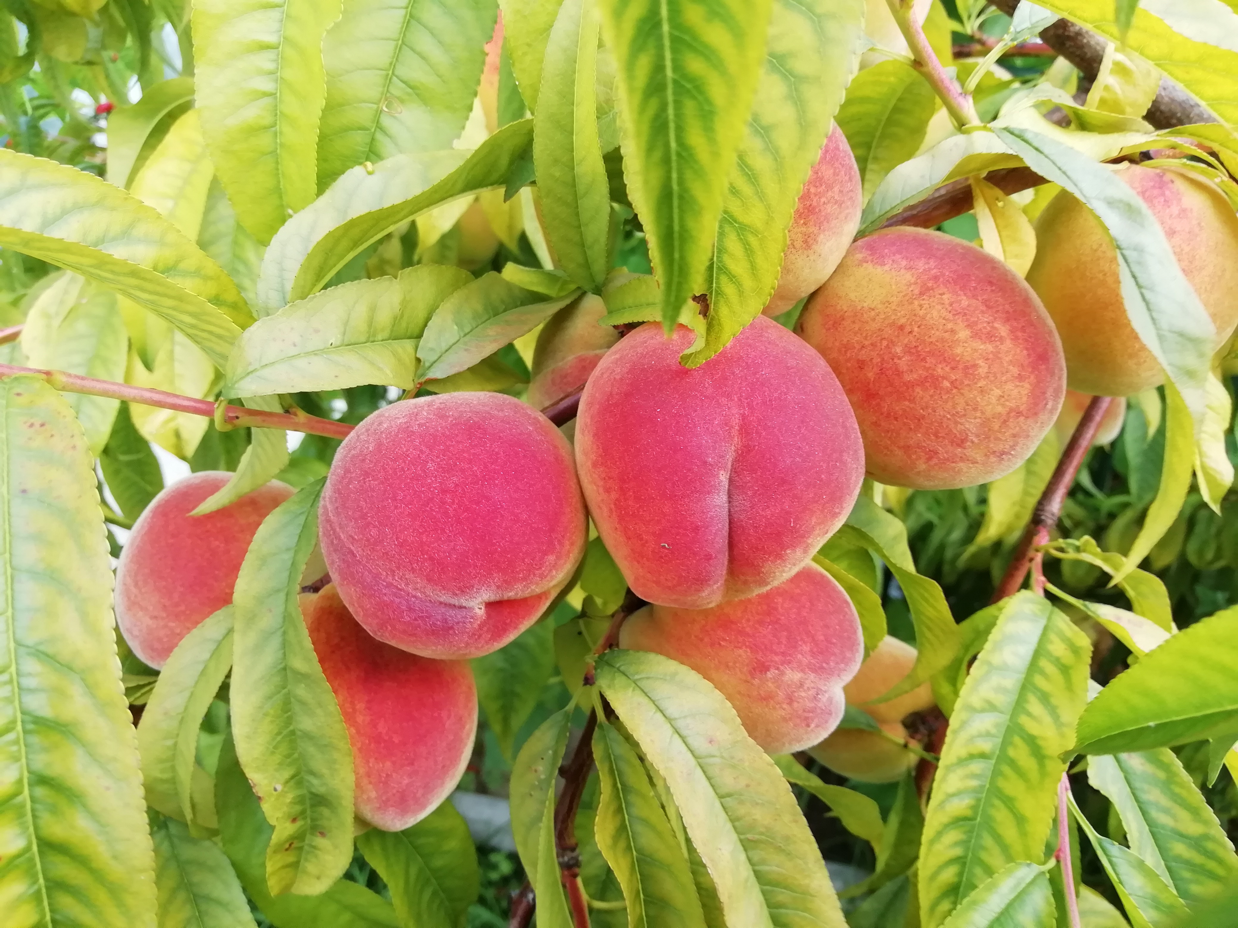 Персик сорт красная москва