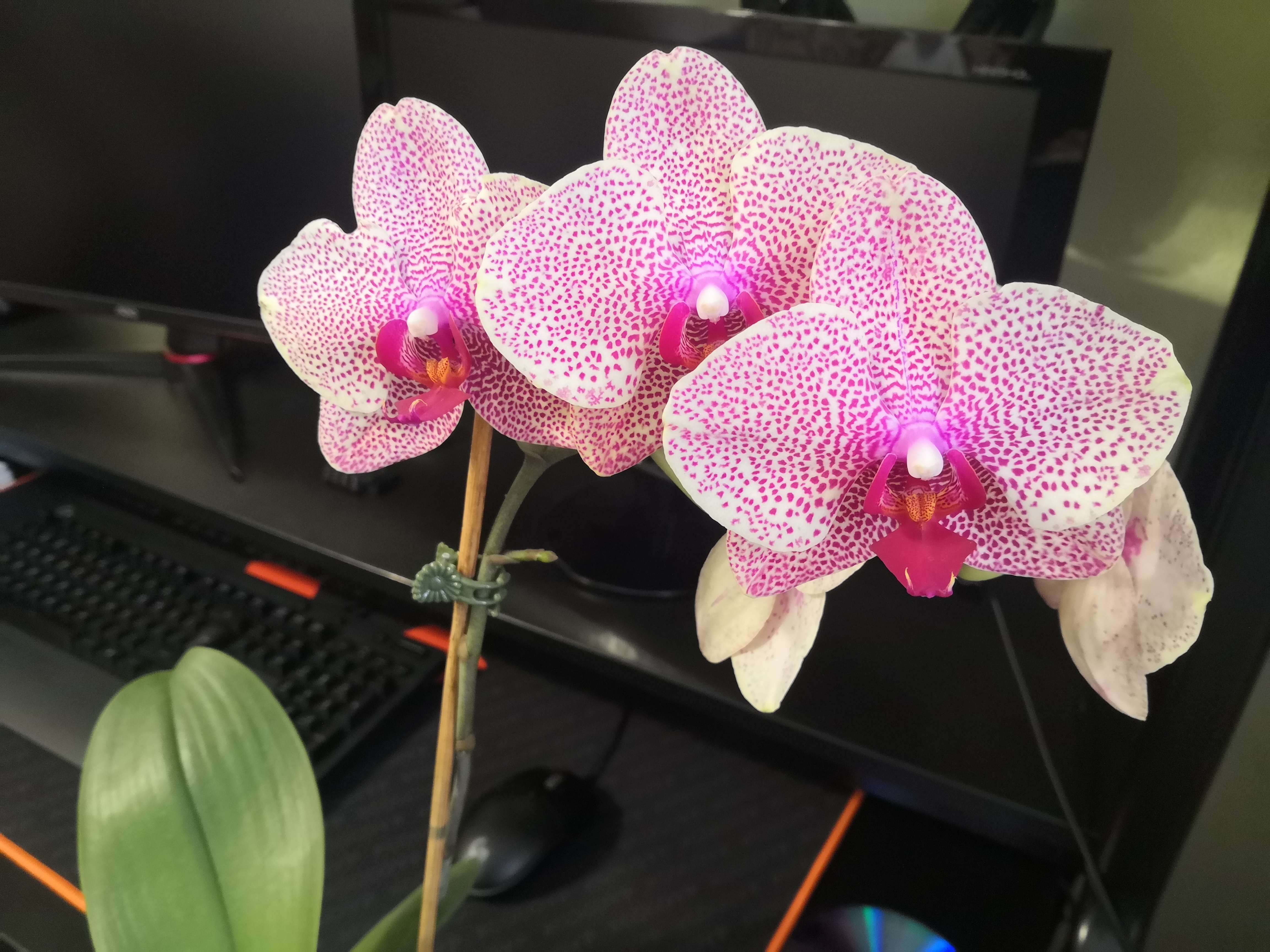 Орхидея с красивым названием Клеопатра