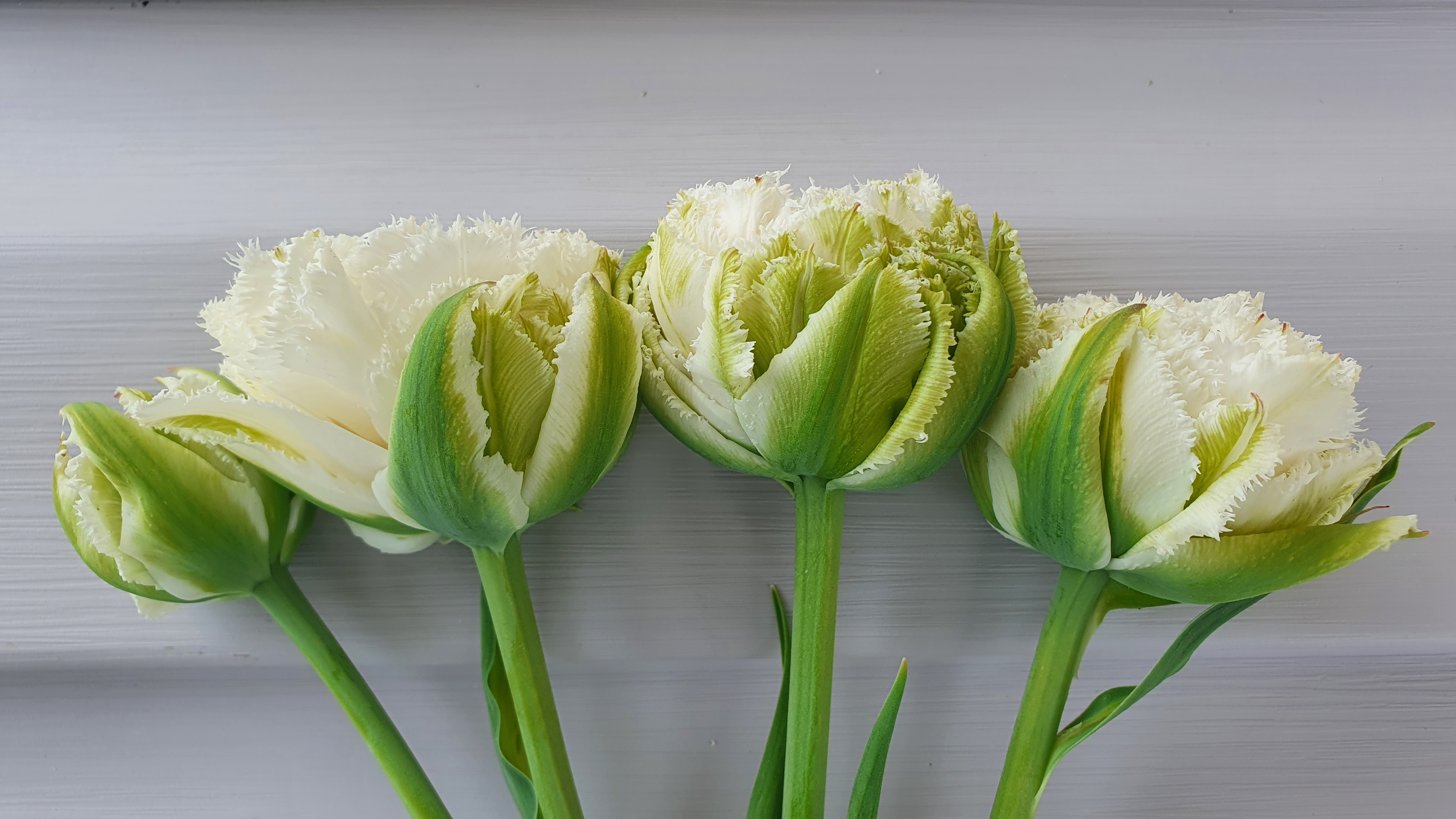 Бахромчатые тюльпаны белого цвета
